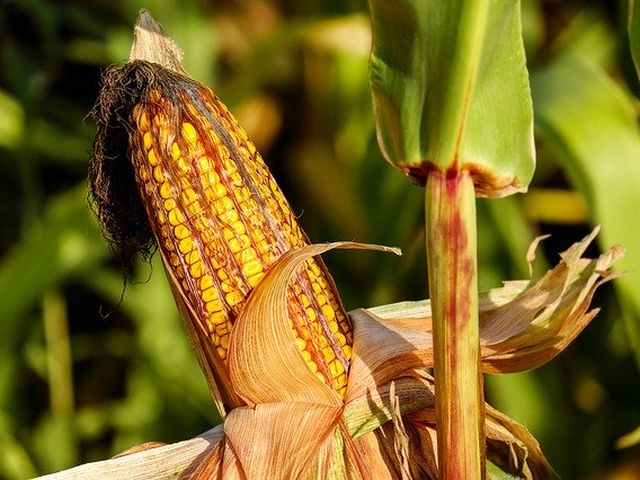 Cultivo del maíz: Cómo plantar maíz