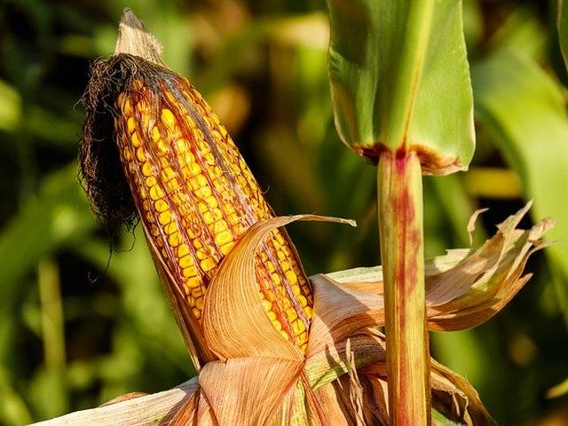 Como plantar milho: Planta milho em casa facilmente