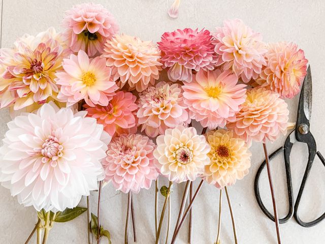 Bulbos de primavera increíbles para llenar de color y vida tu hogar