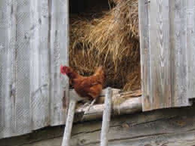 Dicas sobre a criação de galinhas para agricultores urbanos