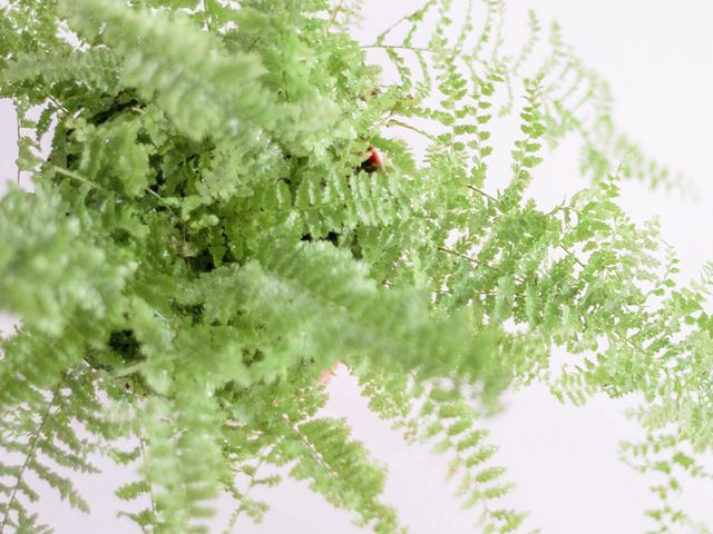 Como cuidar uma planta de feto?