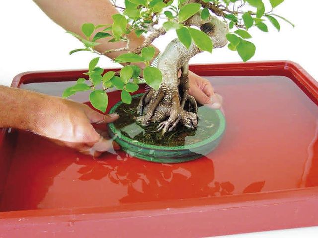 Como regar um bonsai?