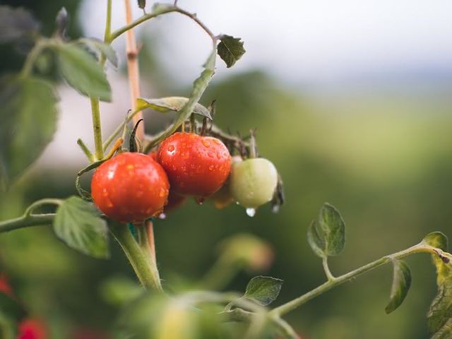 Cómo cultivar tomates: Los secretos para su cultivo