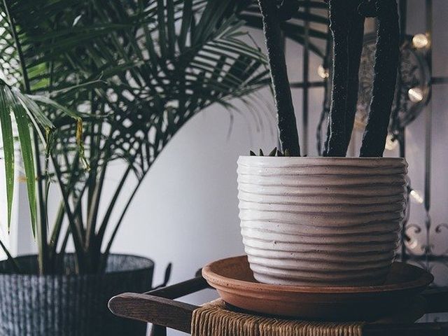 Como escolher as melhores plantas para a sua casa: Um guia completo