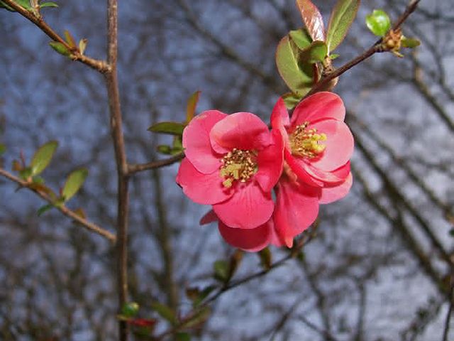 Cómo plantar el esqueje de un rosal