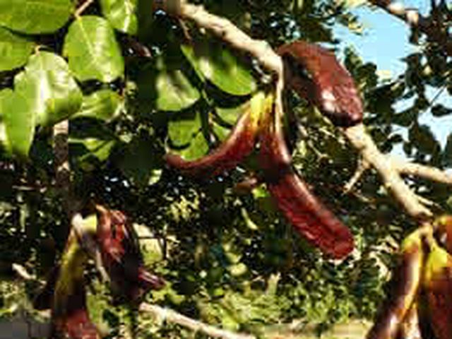 Propiedades de la algarroba: sustitutivo del cacao