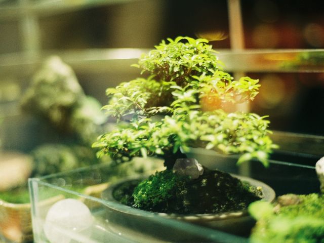 10 tipos de bonsai para decorar o seu lar