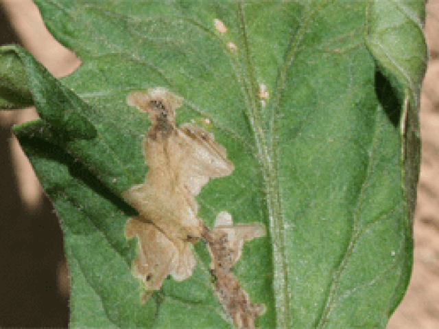 Tuta, daños y control de la plaga del tomate