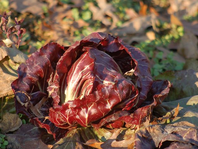 Como preparar a horta para o inverno