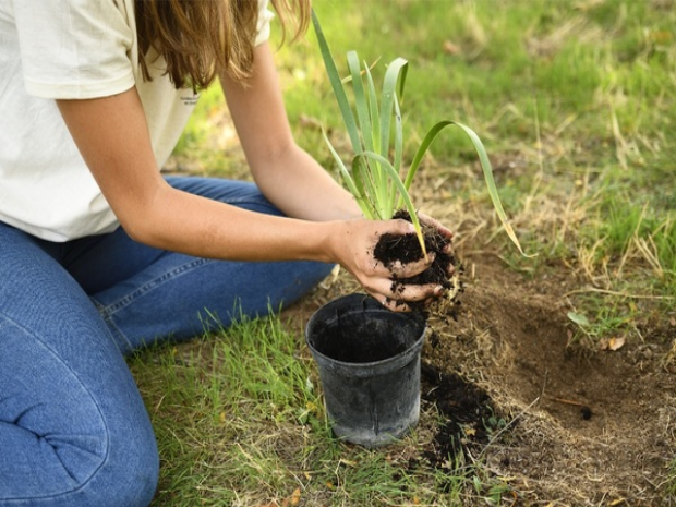 Proyecto solidario PH: plantación de árboles en el Amazonas | Planeta Huerto