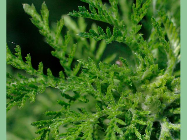 ¿Qué es la planta Artemisa?