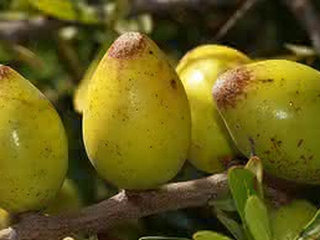 Ingredientes naturais: Óleo de Argan
