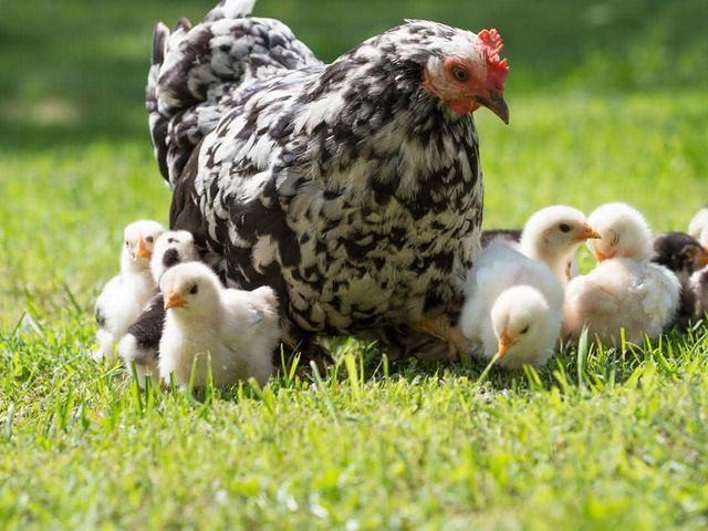10 Cosas que hay que saber para tener gallinas