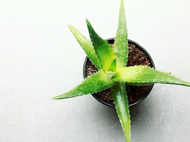 Aloe vera: Cultivo, cuidados e propriedades