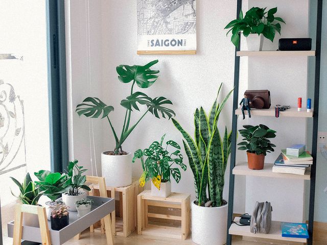 ¿Dónde se colocan las plantas según el Feng Shui?