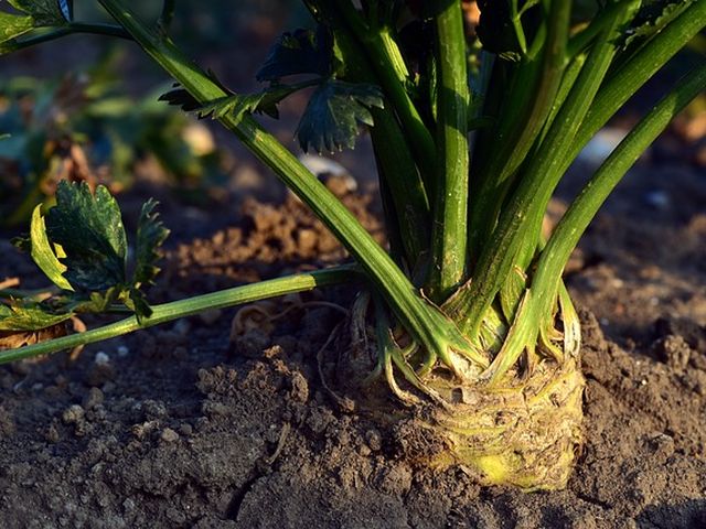 Cómo cultivar apio en nuestro huerto: Plantar apio fácil