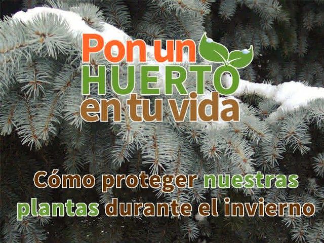 Cómo proteger nuestras plantas durante el invierno