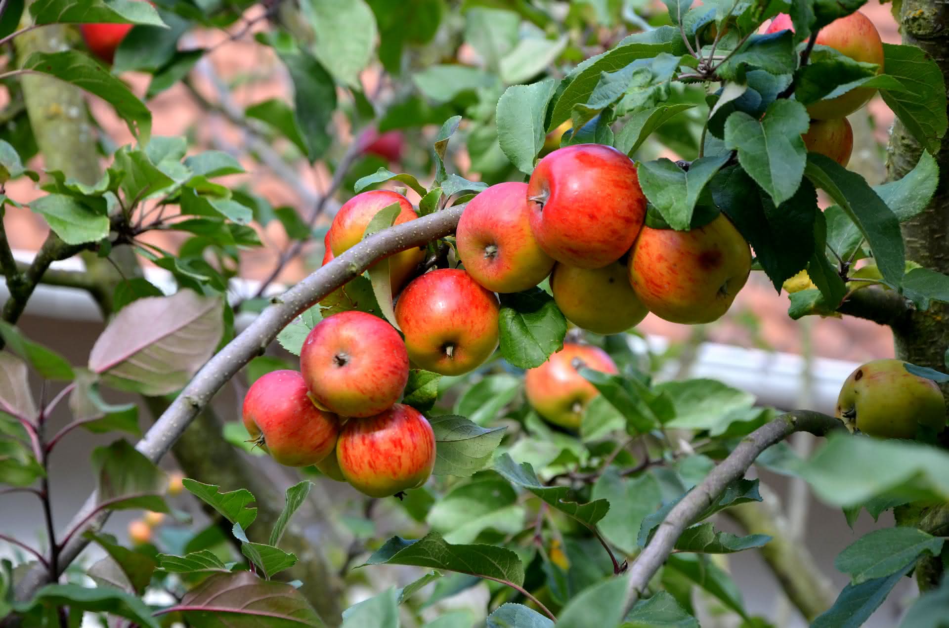 10 consejos para cultivar con éxito tus árboles frutales | Planeta Huerto