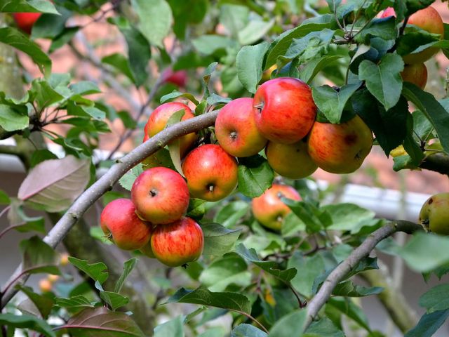 10 consejos para cultivar con éxito tus árboles frutales