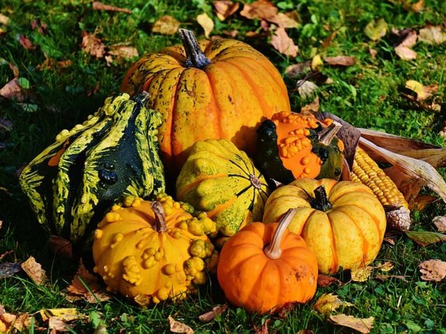 Cómo cultivar Calabazas en nuestro huerto, plantar calabazas fácil