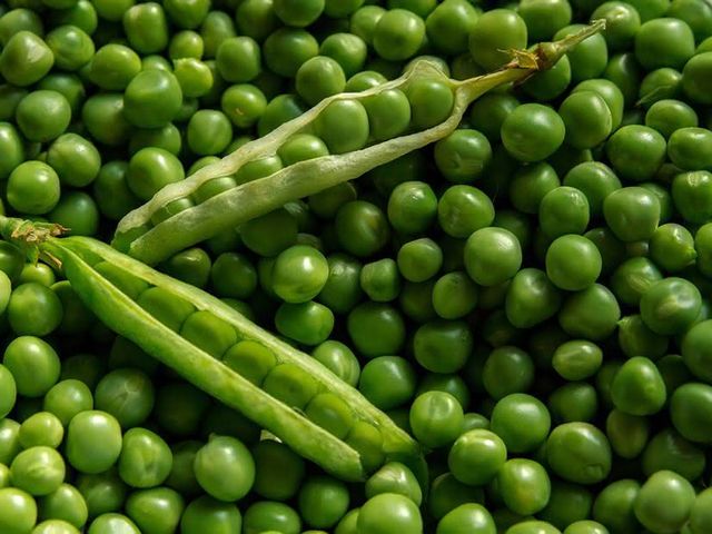 Como plantar ervilhas facilmente