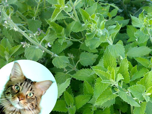 Cómo cultivar hierbas para gatos