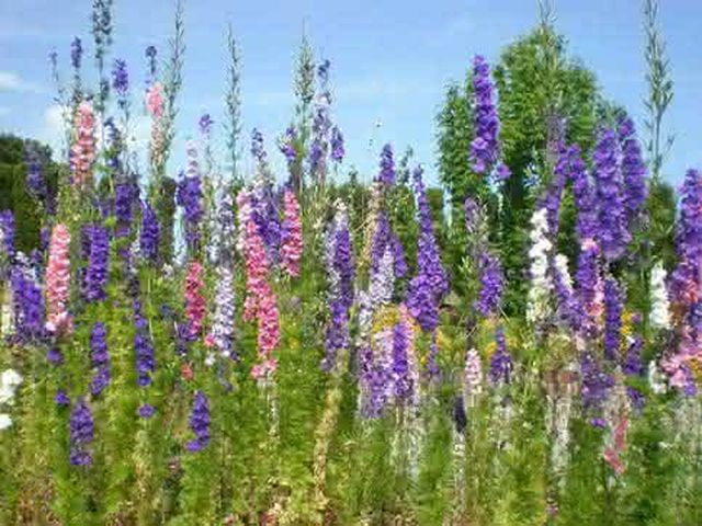 O cultivo de Delphinium