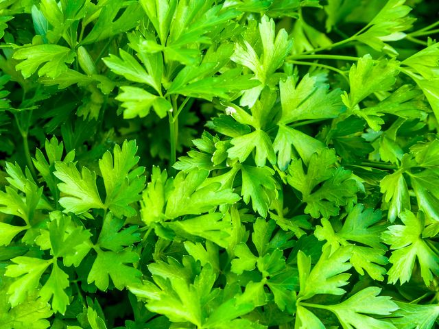 Como plantar salsa fácil