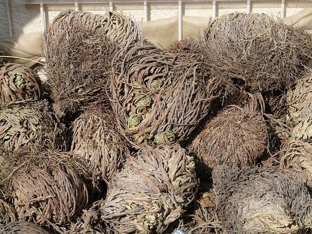 Tudo sobre a Rosa de Jericó