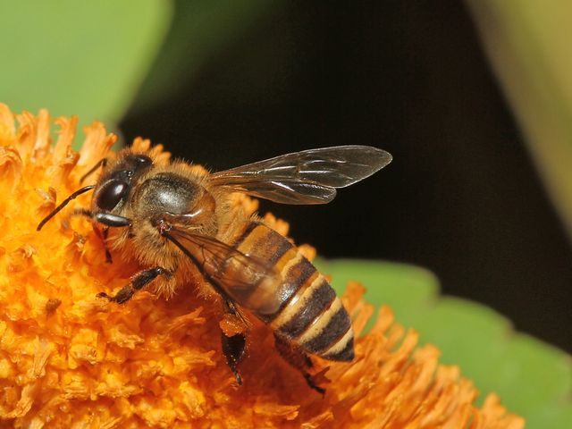 Porque é que as abelhas são tão importantes?