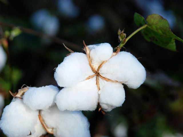 Cultivo de algodón orgánico