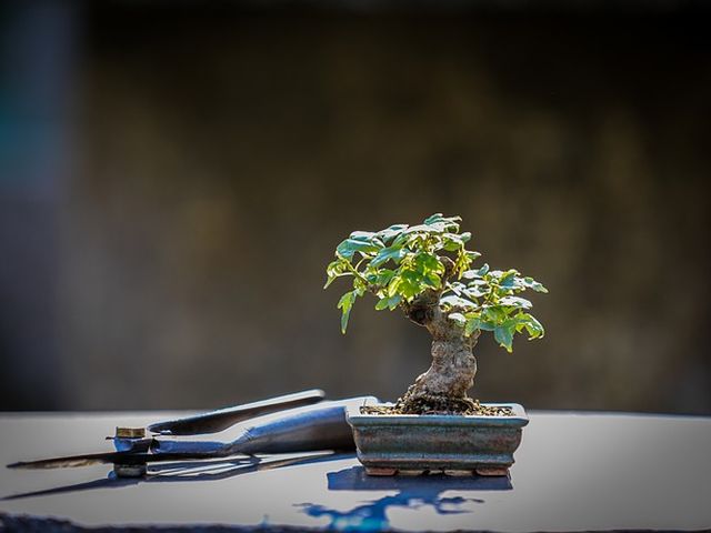 Aramação do bonsái: O que é e como  fazê-la?