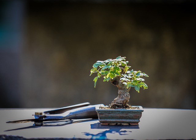 Alambrado del bonsái: ¿Qué es y cómo hacerlo?