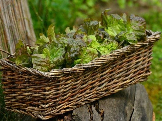 Cómo plantar y cultivar la lechuga