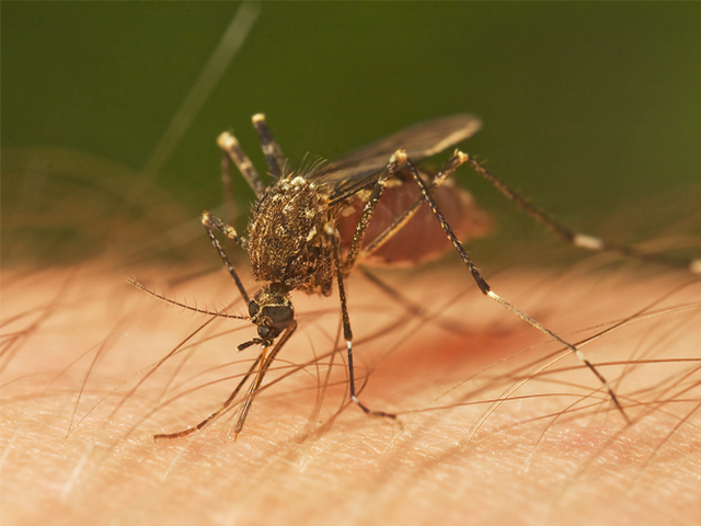 Los mejores métodos ecológicos contra los mosquitos