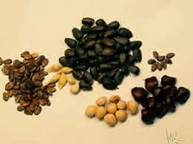 Cómo seleccionar, recolectar y conservar semillas.
