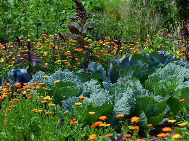 El Huerto en Agosto: ¿Qué plantar en Verano?