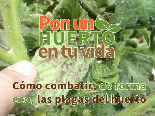 Como combater as pragas da horta de forma biológica