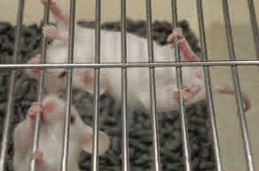 Derechos de los animales: productos sin testar