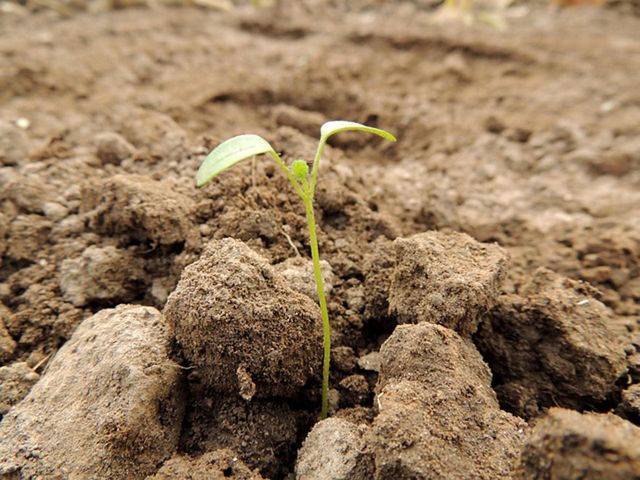 ¿Cómo puedo ayudar a mis semillas para que germinen?