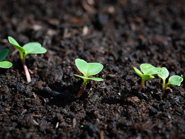 Dicas para a horta em setembro