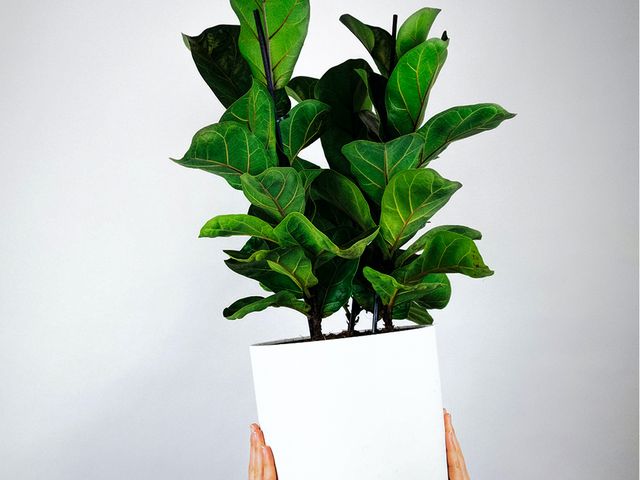 Ficus Lyrata: la planta que necesitas incluir en tu hogar