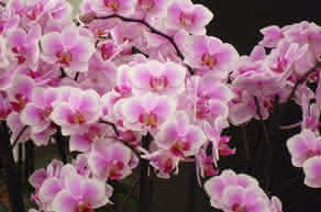 Las orquídeas, la familia de las flores | Planeta Huerto