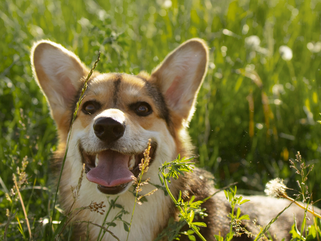 Protección antiparasitaria para tu mascota: tratamientos caseros frente a tratamientos modernos 