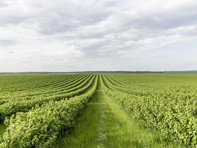 Abonos verdes, fertilizantes naturales