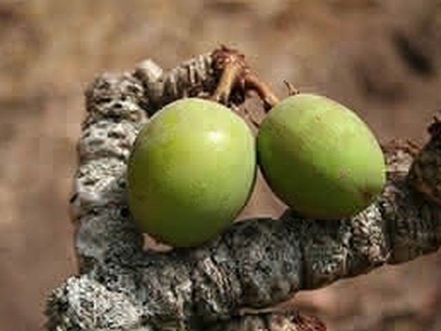 Ingredientes naturales: Manteca de Karité