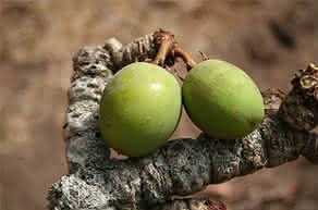 Ingredientes naturales: Manteca de Karité
