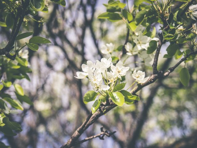 Qué plantar en febrero en el huerto