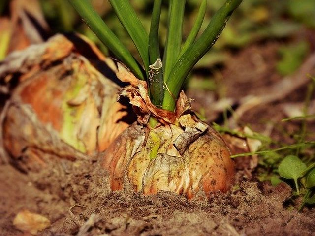 La cebolla: un cultivo milagroso