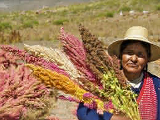 2013: Año Internacional de la quinoa